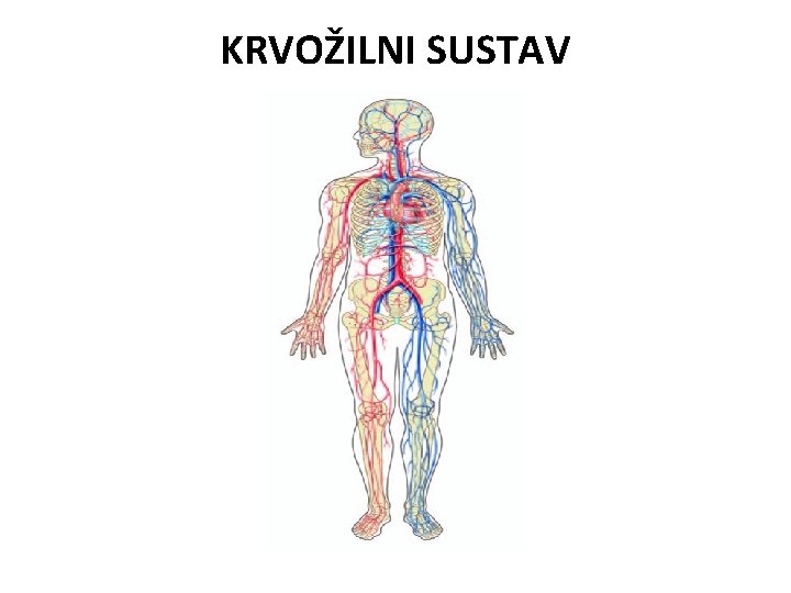 KRVOŽILNI SUSTAV 
