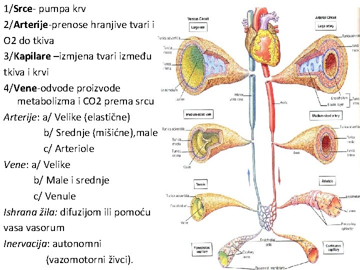 1/Srce- pumpa krv 2/Arterije-prenose hranjive tvari i O 2 do tkiva 3/Kapilare –izmjena tvari