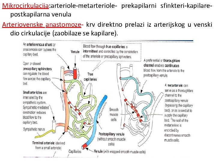 Mikrocirkulacija: arteriole-metarteriole- prekapilarni sfinkteri-kapilarepostkapilarna venula Arteriovenske anastomoze- krv direktno prelazi iz arterijskog u venski