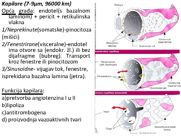 Kapilare (7 -9μm, 96000 km) Opća građa: endotel(s bazalnom laminom) + pericit + retikulinska