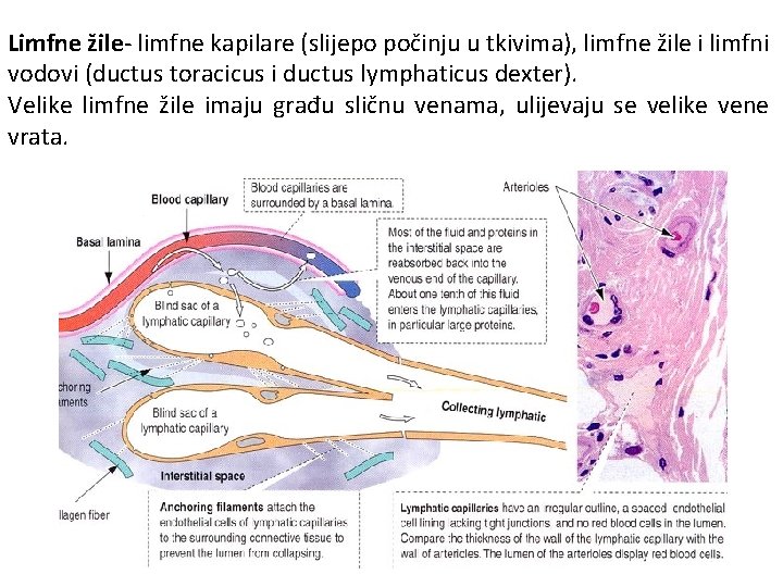 Limfne žile- limfne kapilare (slijepo počinju u tkivima), limfne žile i limfni vodovi (ductus