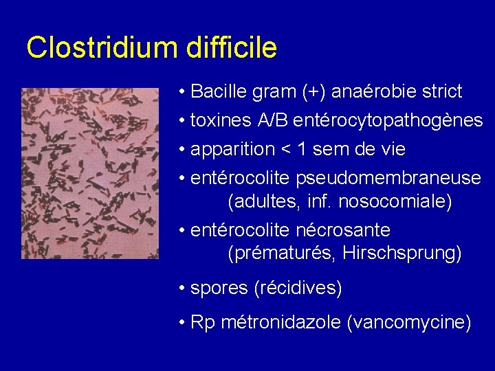 Clostridium difficile • Bacille gram (+) anaérobie strict • toxines A/B entérocytopathogènes • apparition