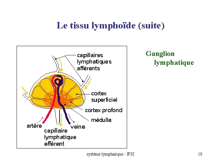 Le tissu lymphoïde (suite) Ganglion lymphatique système lymphatique - IFSI 10 