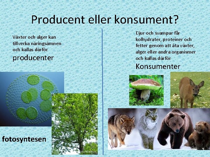 Producent eller konsument? Växter och alger kan tillverka näringsämnen och kallas därför producenter fotosyntesen