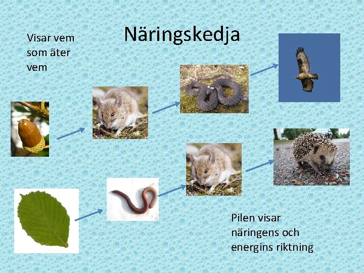 Visar vem som äter vem Näringskedja Pilen visar näringens och energins riktning 