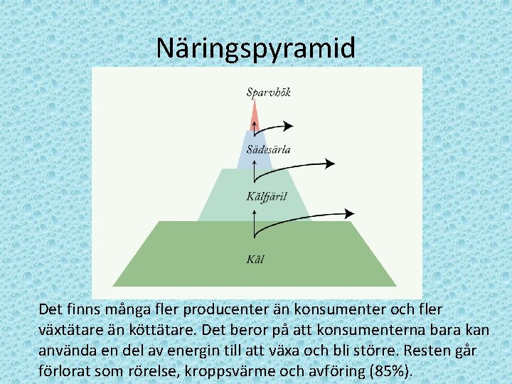 Näringspyramid Det finns många fler producenter än konsumenter och fler växtätare än köttätare. Det