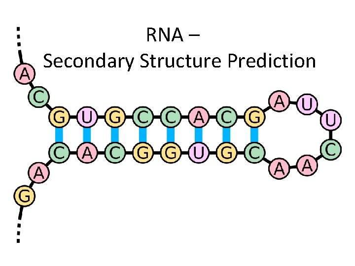 RNA – Secondary Structure Prediction 