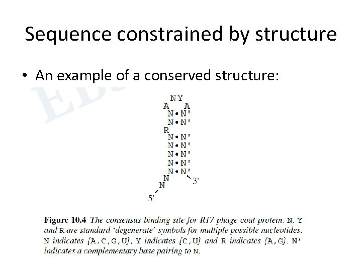 Sequence constrained by structure • An example of a conserved structure: 