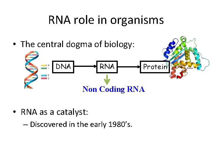 RNA role in organisms • The central dogma of biology: DNA RNA Protein Non