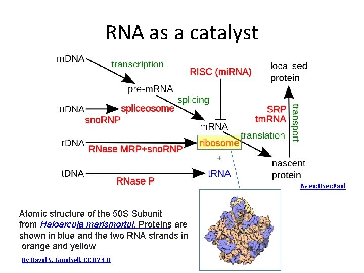 RNA as a catalyst By en: User: Paul Atomic structure of the 50 S