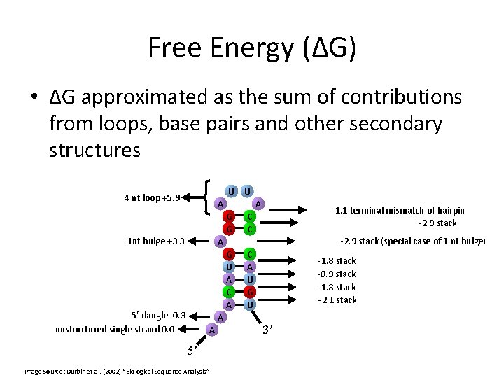Free Energy (ΔG) • ΔG approximated as the sum of contributions from loops, base