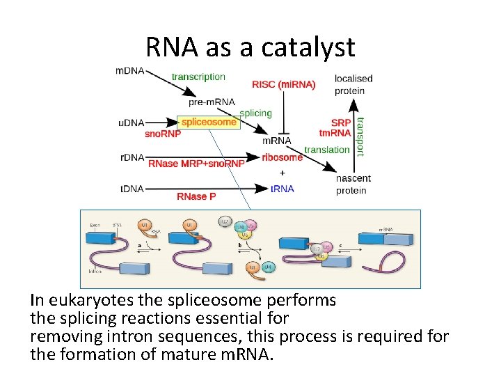 RNA as a catalyst In eukaryotes the spliceosome performs the splicing reactions essential for