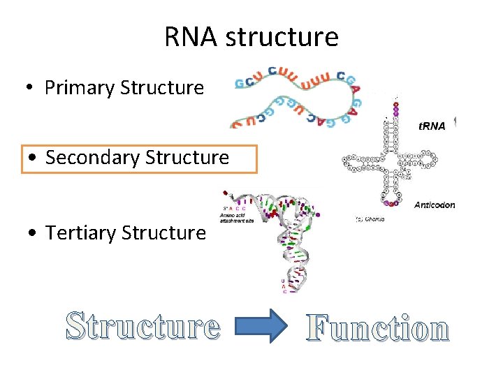 RNA structure • Primary Structure • Secondary Structure • Tertiary Structure Function 