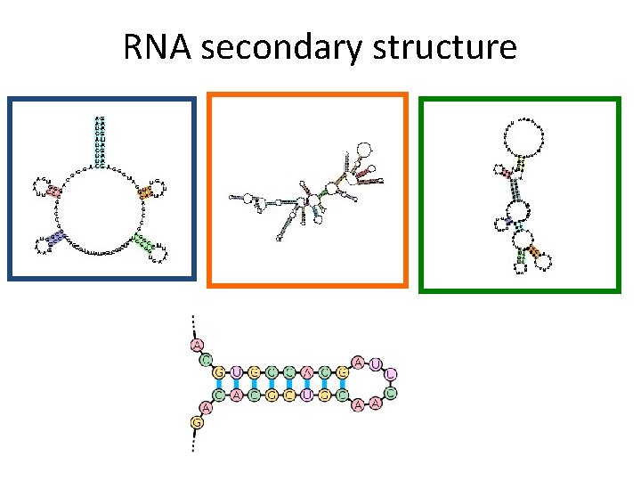 RNA secondary structure 