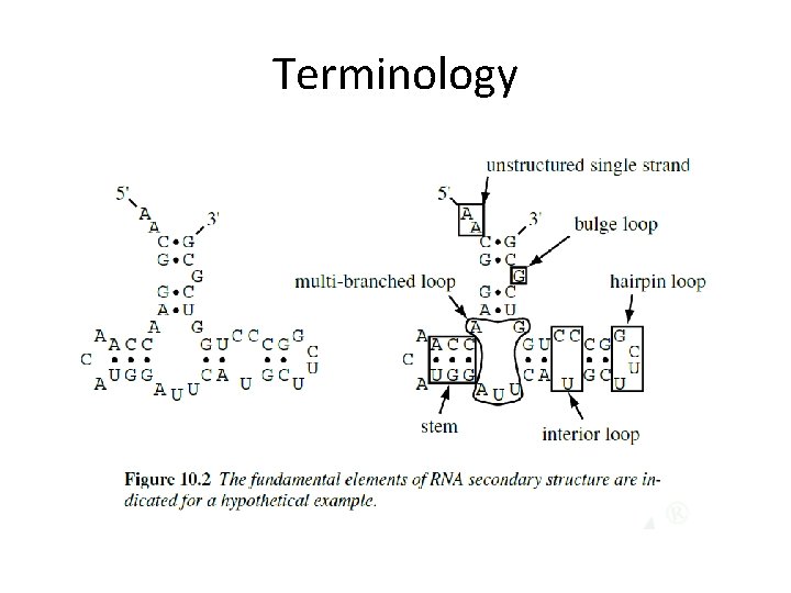 Terminology 