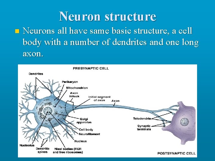 Neuron structure n Neurons all have same basic structure, a cell body with a