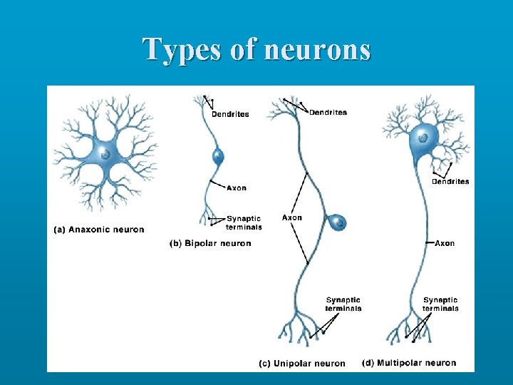 Types of neurons 
