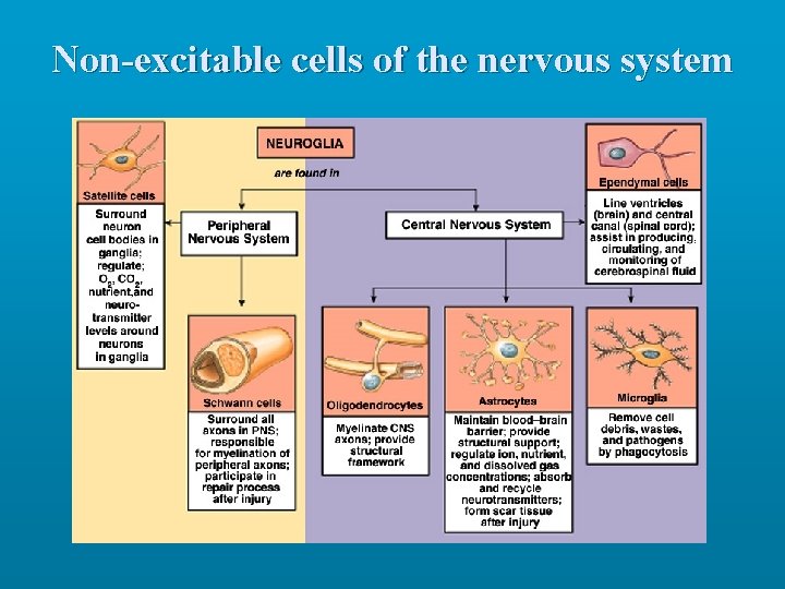 Non-excitable cells of the nervous system 