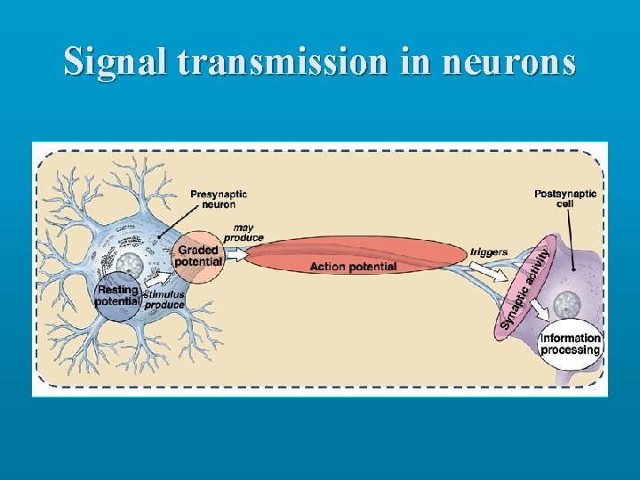 Signal transmission in neurons 