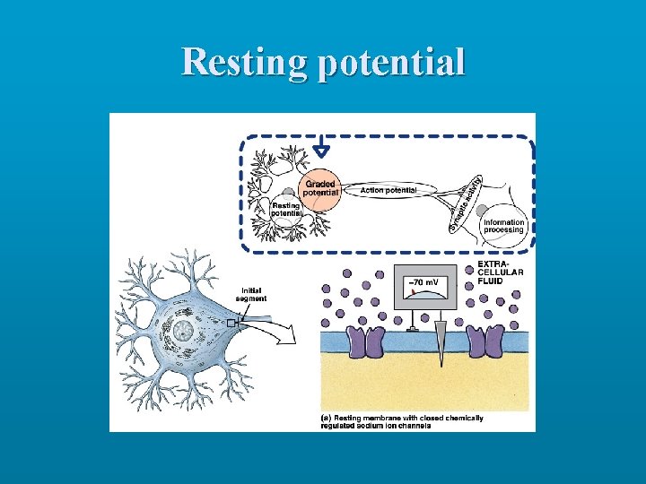 Resting potential 