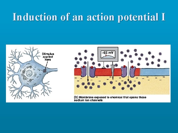 Induction of an action potential I 