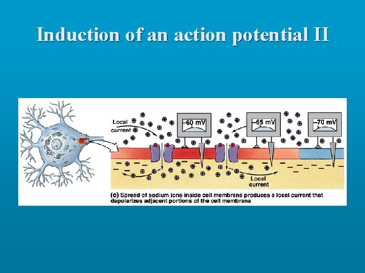 Induction of an action potential II 