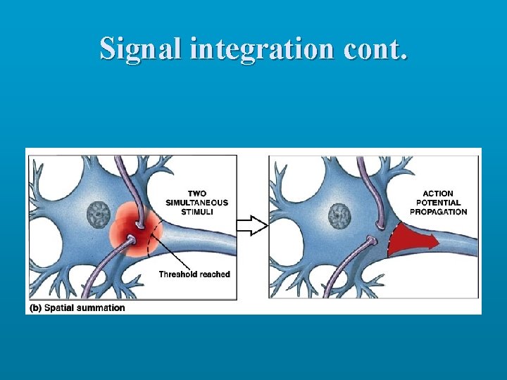 Signal integration cont. 