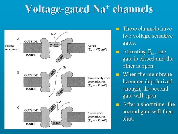 Voltage-gated Na+ channels n n These channels have two voltage sensitive gates. At resting