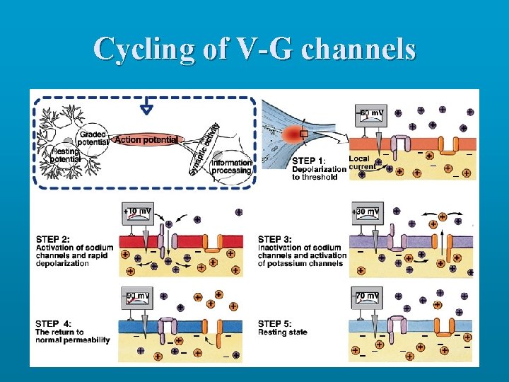 Cycling of V-G channels 