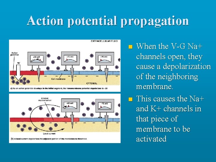 Action potential propagation n n When the V-G Na+ channels open, they cause a