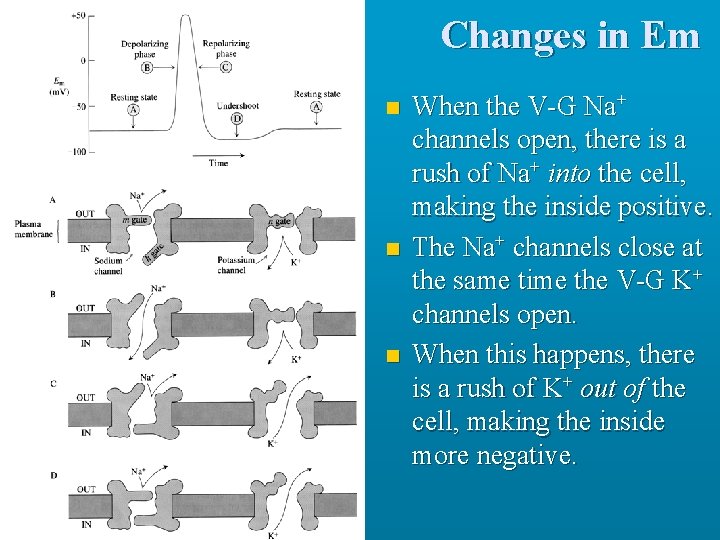 Changes in Em n n n When the V-G Na+ channels open, there is