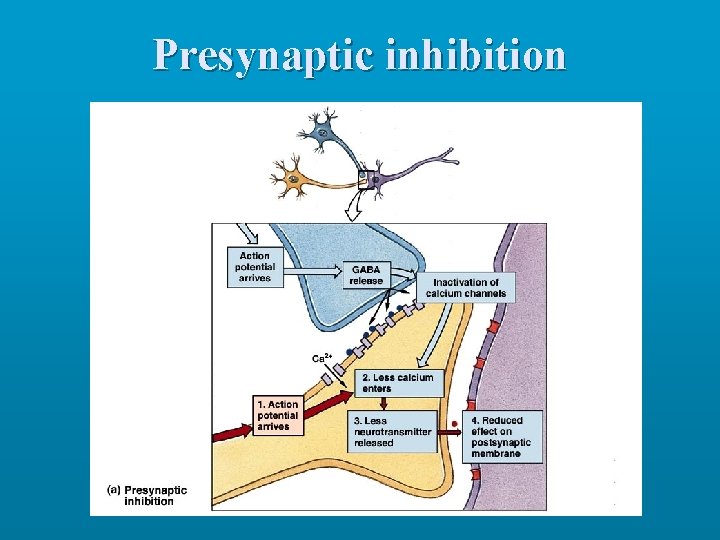 Presynaptic inhibition 