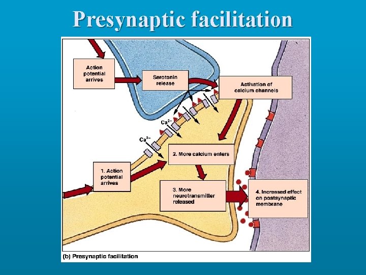 Presynaptic facilitation 