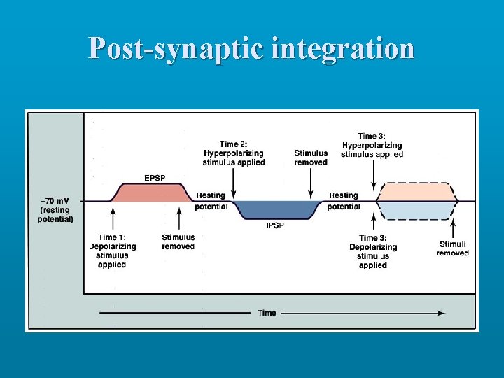 Post-synaptic integration 