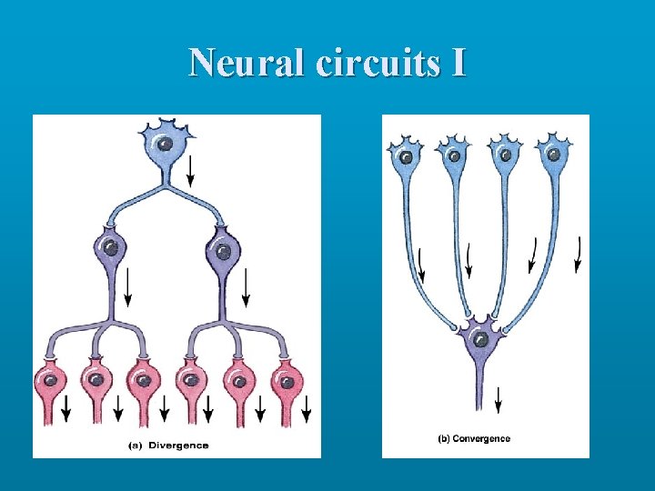 Neural circuits I 