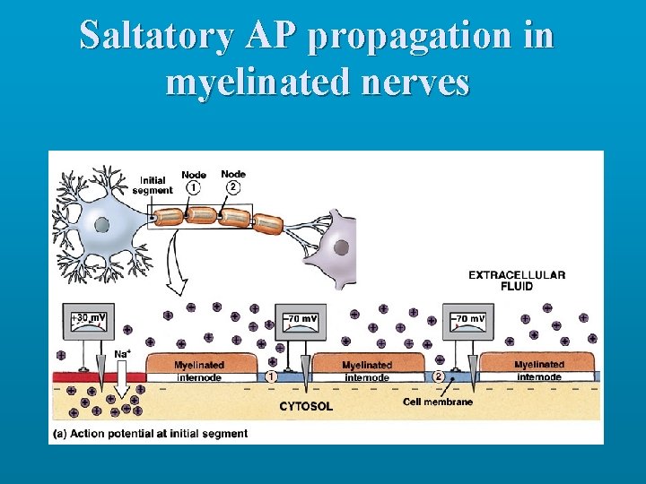 Saltatory AP propagation in myelinated nerves 
