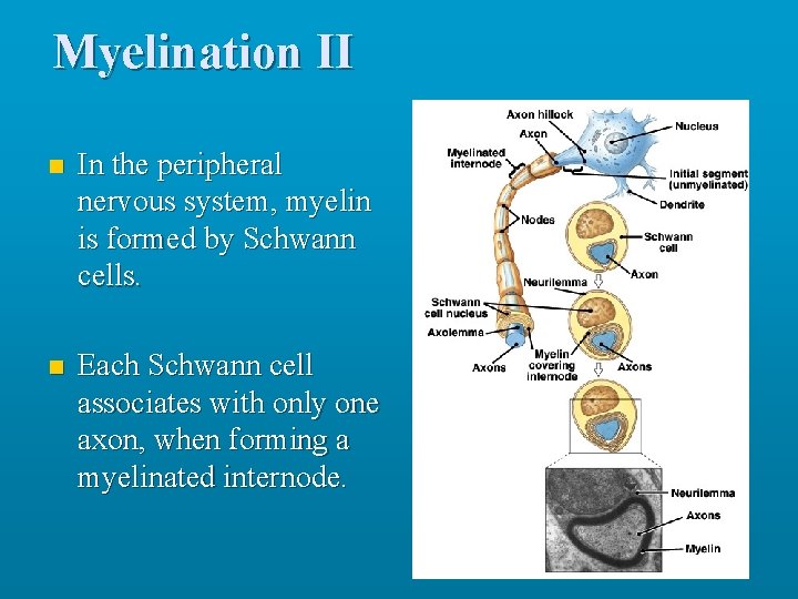 Myelination II n In the peripheral nervous system, myelin is formed by Schwann cells.