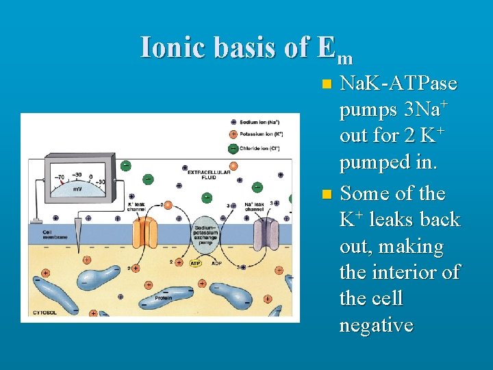 Ionic basis of Em Na. K-ATPase pumps 3 Na+ out for 2 K+ pumped