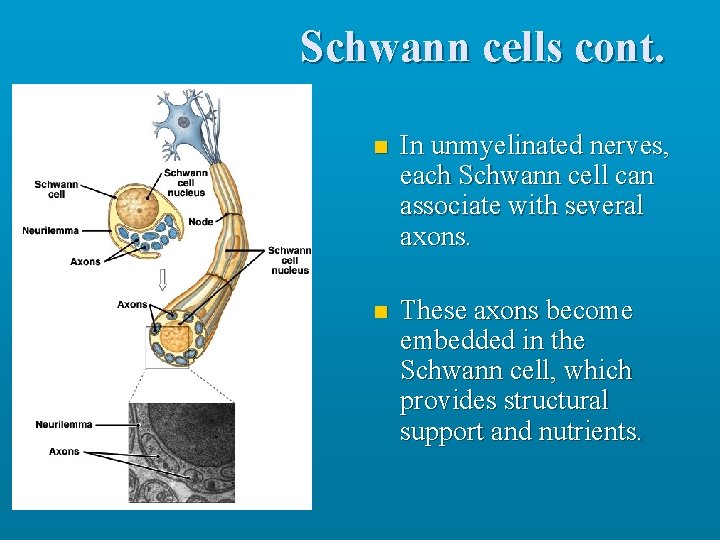 Schwann cells cont. n In unmyelinated nerves, each Schwann cell can associate with several