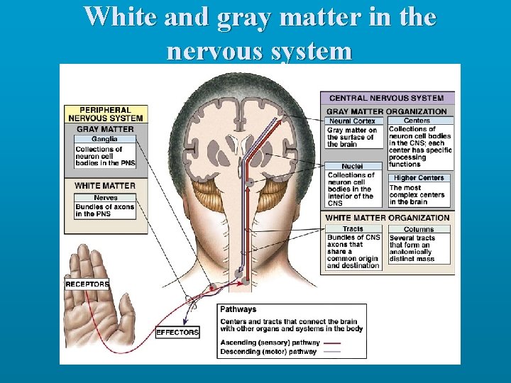 White and gray matter in the nervous system 