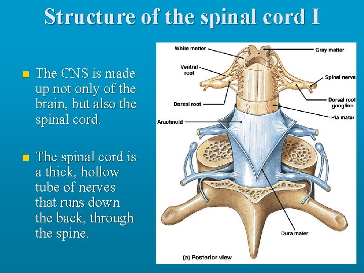 Structure of the spinal cord I n The CNS is made up not only