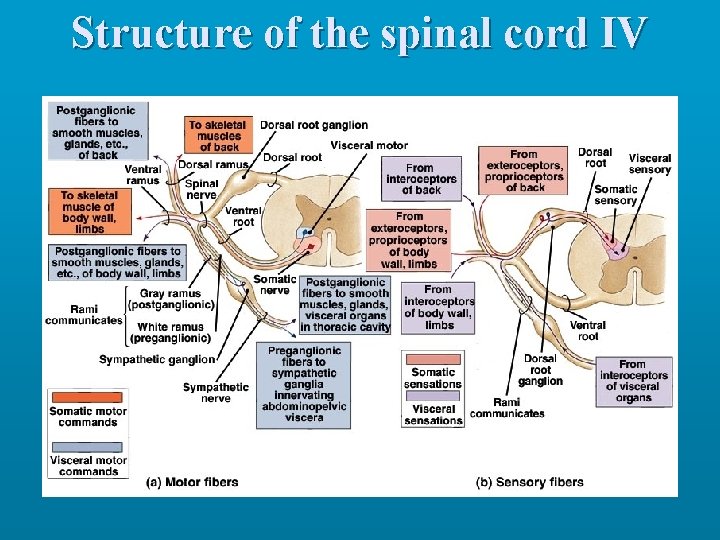 Structure of the spinal cord IV 