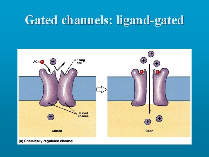 Gated channels: ligand-gated 