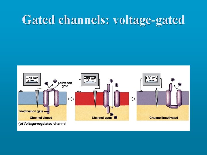 Gated channels: voltage-gated 