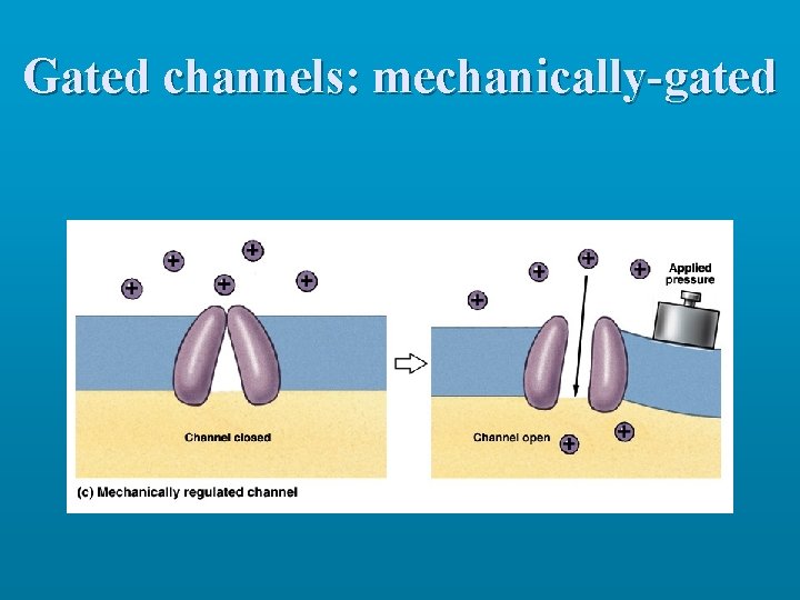Gated channels: mechanically-gated 