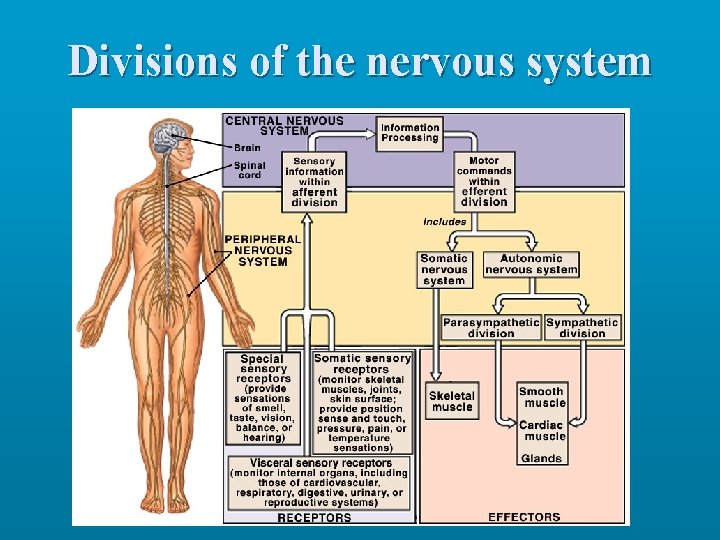 Divisions of the nervous system 
