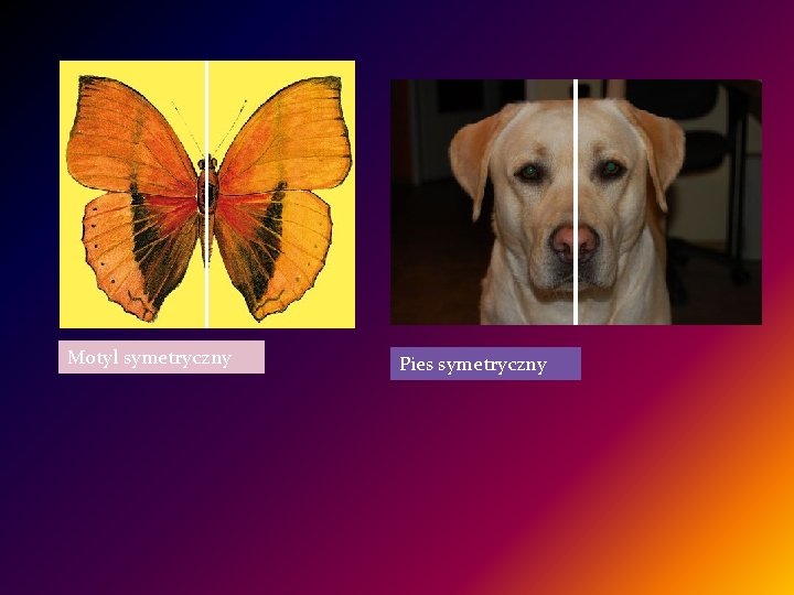 Motyl symetryczny Pies symetryczny 