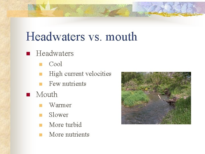 Headwaters vs. mouth n Headwaters n n Cool High current velocities Few nutrients Mouth