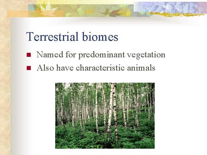 Terrestrial biomes n n Named for predominant vegetation Also have characteristic animals 