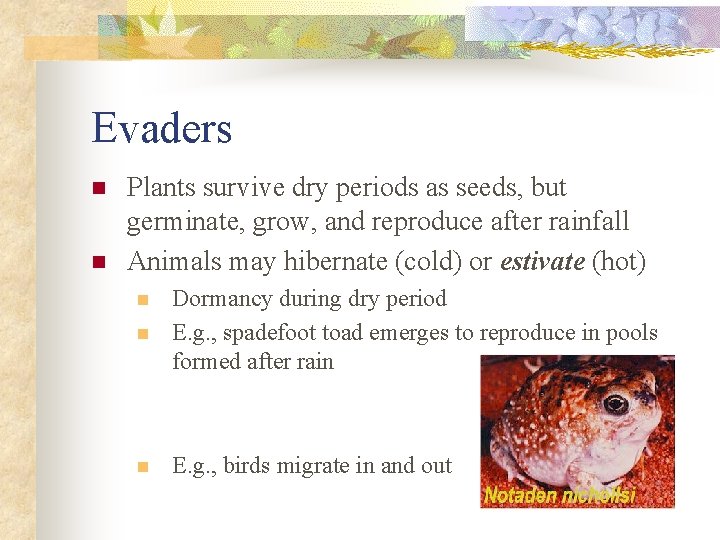 Evaders n n Plants survive dry periods as seeds, but germinate, grow, and reproduce